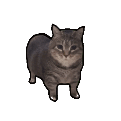 Spinning Cat
